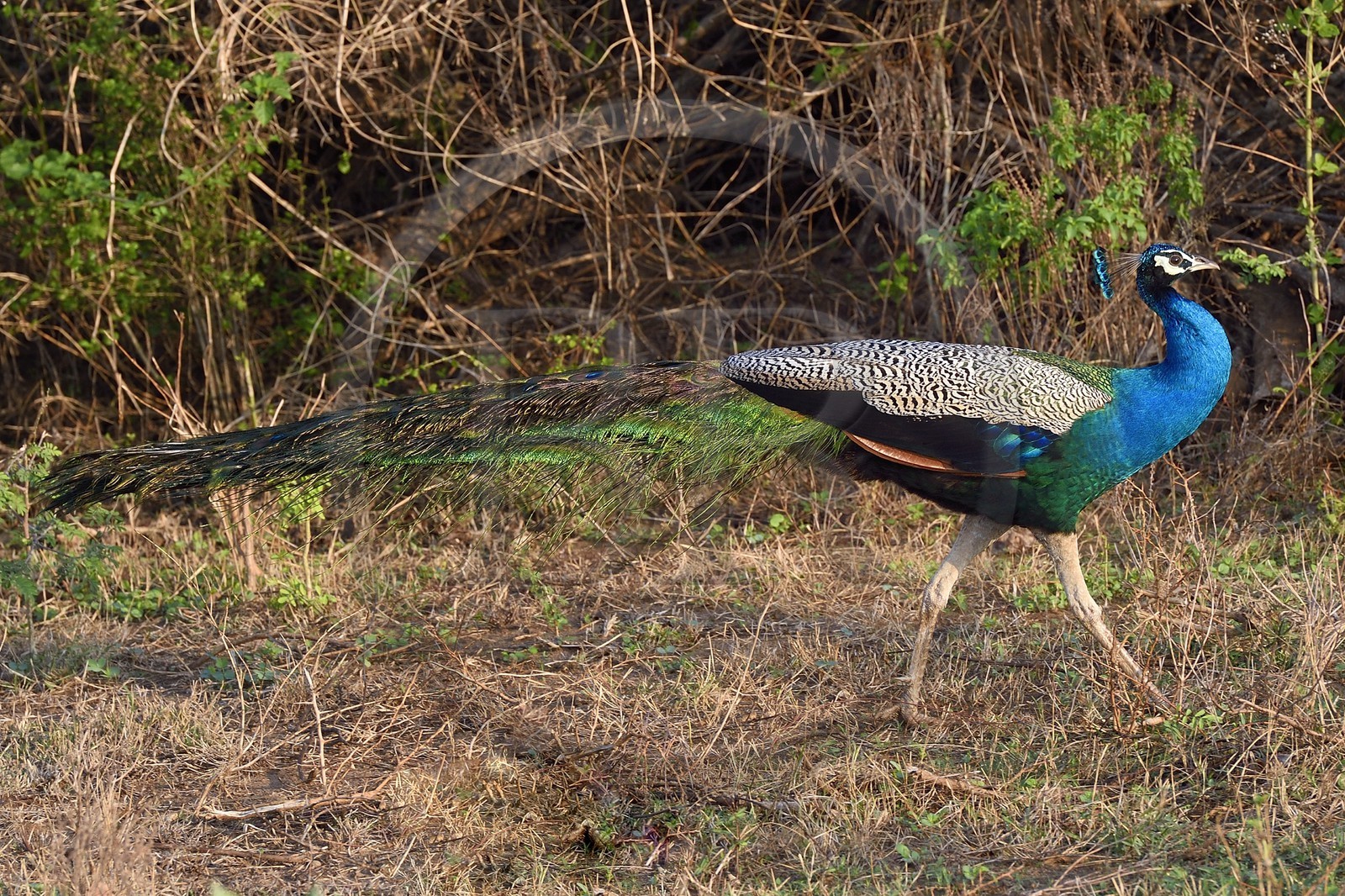 Sri Lanka, province d'Uva, Parc national d'Uda Walawe (Udawalawe National Park), paon bleu (Pavo cristatus)