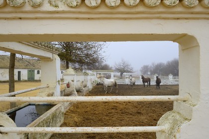 Spain, Andalusia, Seville Province, Utrera, Finca El Pinganillo, the property stud