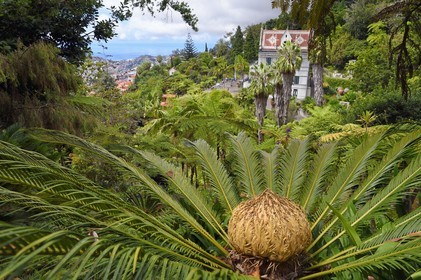 Portugal, Ile de Madère, Funchal, le jardin tropical Monte Palace, cica (syca revoluta)