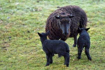 United Kingdom, Scotland, Highland, Inner Hebrides, Isle of Mull, Hebridean, little black sheep from Scotland and lambs