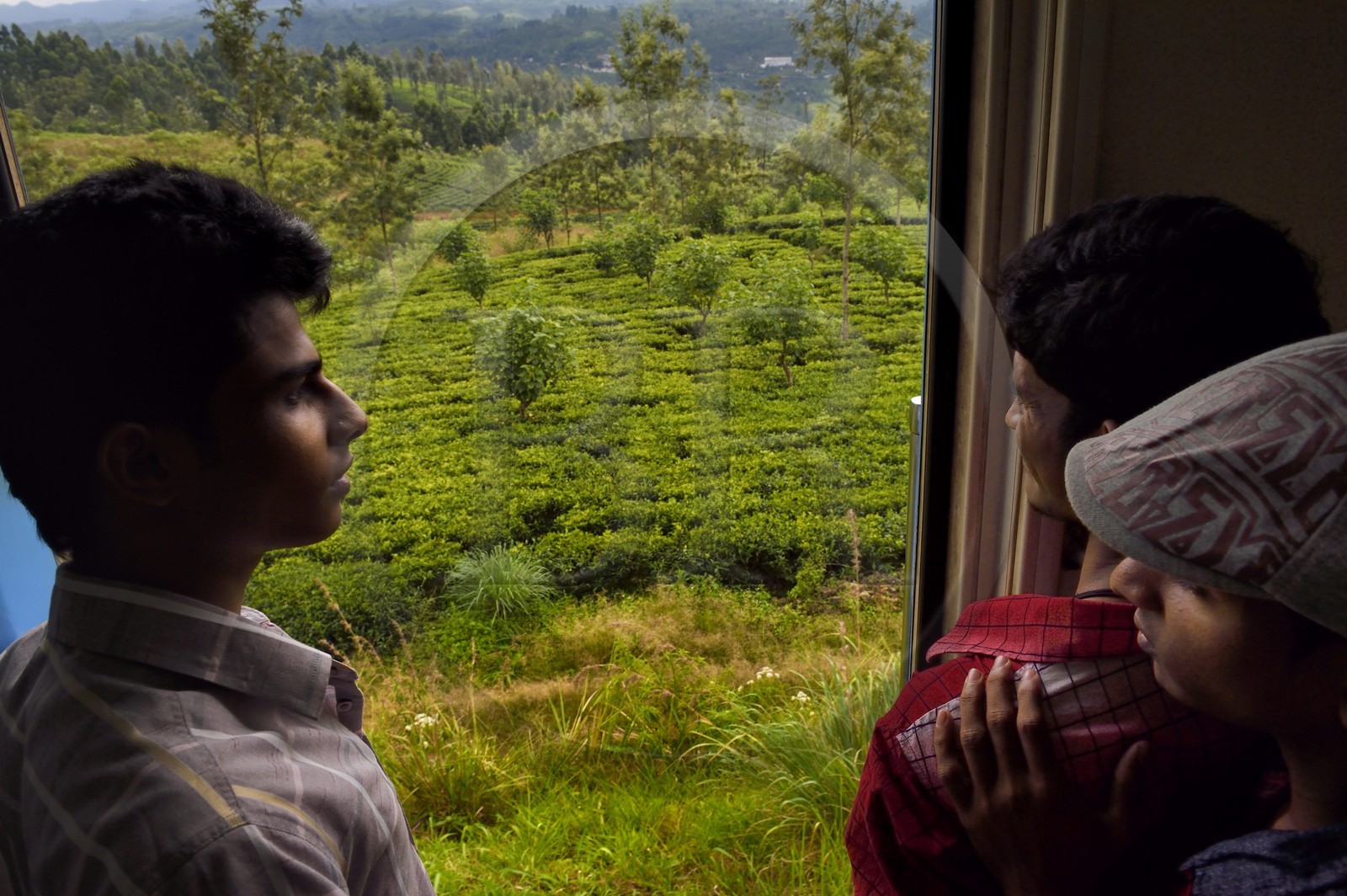 Sri Lanka, Central Province, the popular scenic train ride through the tea growing hill country between Hatton and Badulla, here between Talawakele and Great Western