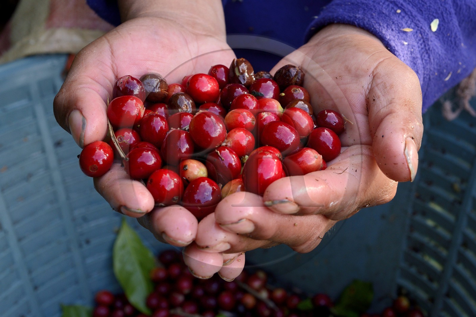 Panama, Chiriqui province, Boquete, Coffee Plantation Finca Lerida, catuai coffee beans harvesting