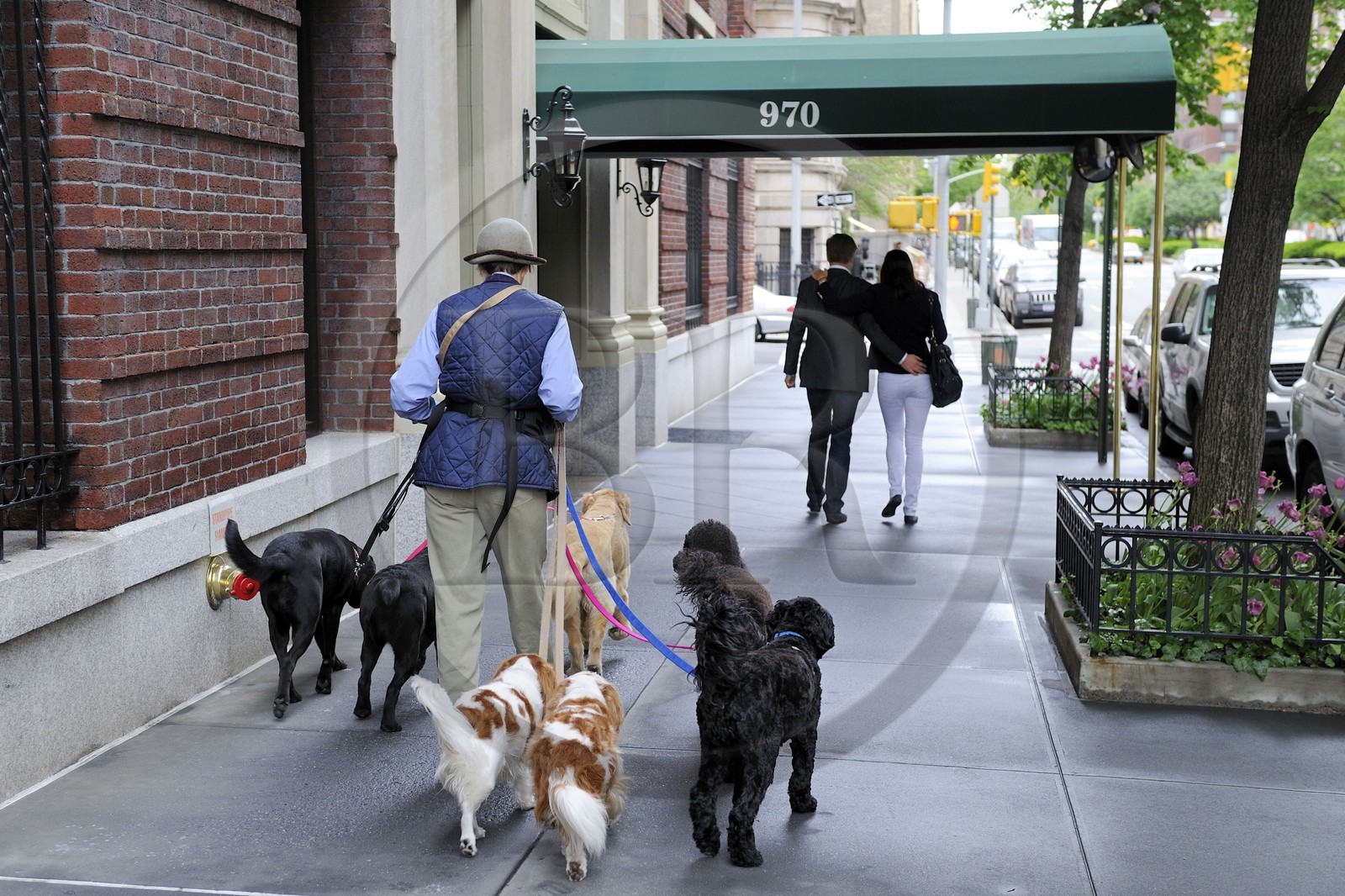 Etats-Unis, New York, Manhattan, Upper East Side, promeneuse professionnelle de chiens sur Park avenue
