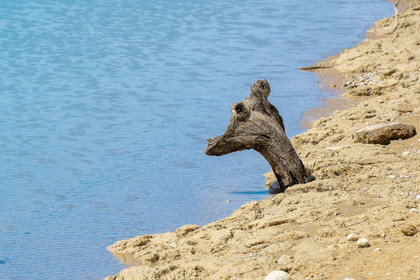 France, Var (83), Parc Naturel Régional du Verdon, Les-Salles-sur-Verdon, lac de Sainte Croix, souche de bois en forme de tête animale