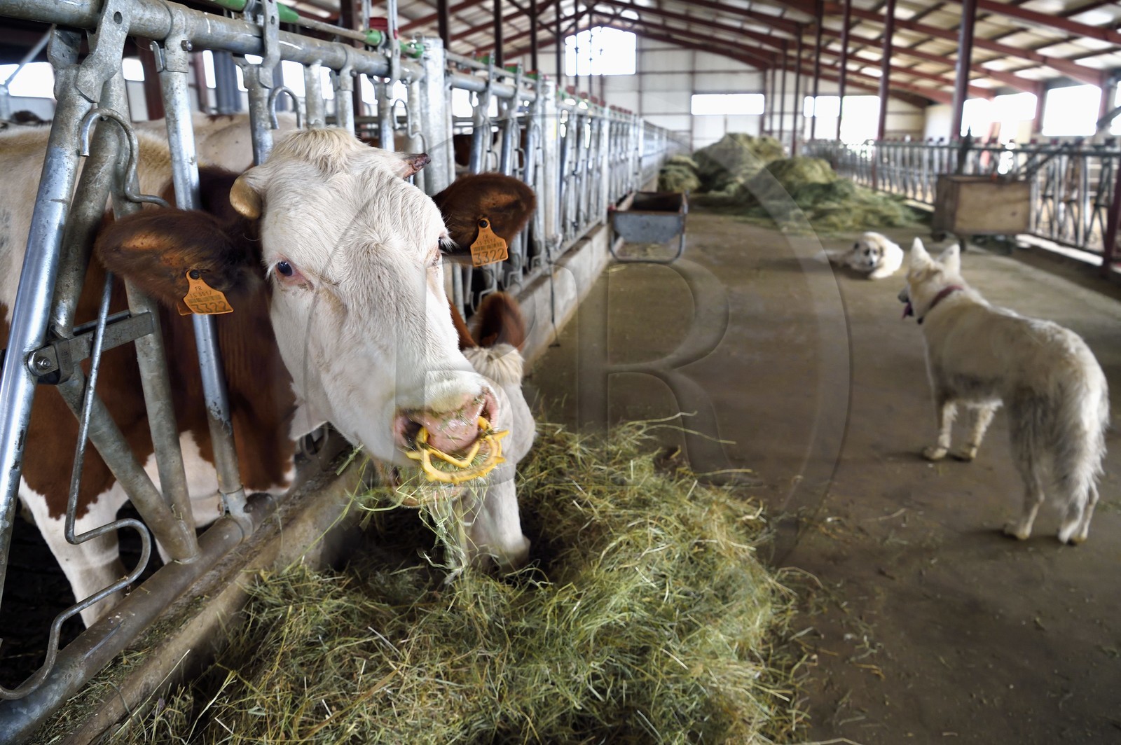 France, Cantal (15), Sainte-Marie, hameau de La Terrisse, élevage de vache laitières de race montbéliarde de la ferme de Cantagrel, les vaches mangent après la traite du soir