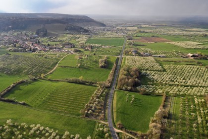 France, Meuse, Lorraine Regional Park, Cotes de Meuse, Vigneulles les Hattonchatel, mirabelliers (cherry-plum trees) in bloom, the village of Vieville sous les Cotes in the background on the left (aerial view)