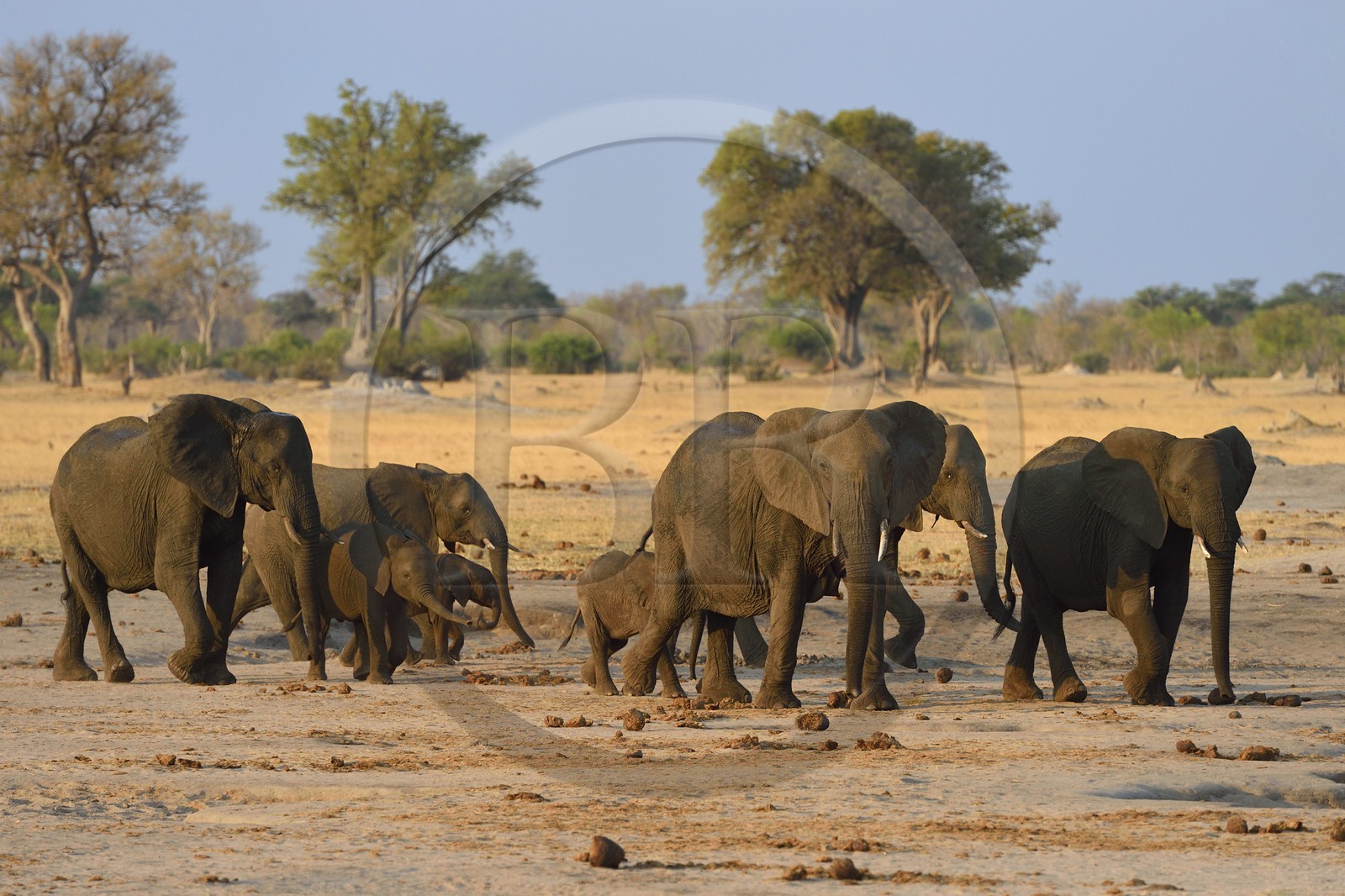 Zimbabwe, province de Matabeleland septentrional, parc national Hwange, éléphants sauvages d'Afrique (Loxodonta africana) dans la savane