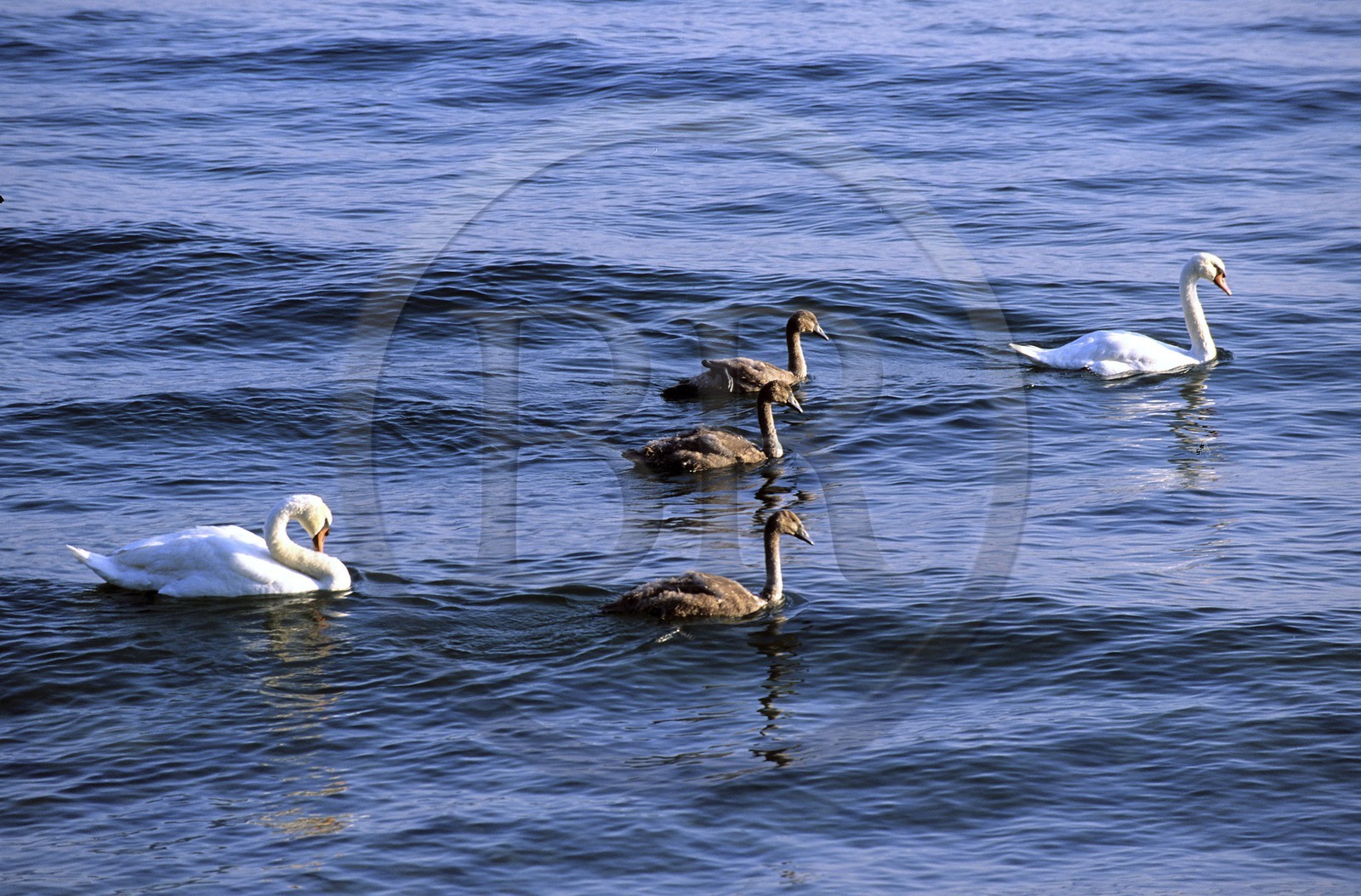 France, Haute-Savoie (74), Lac Léman, famille de cygnes sur le lac