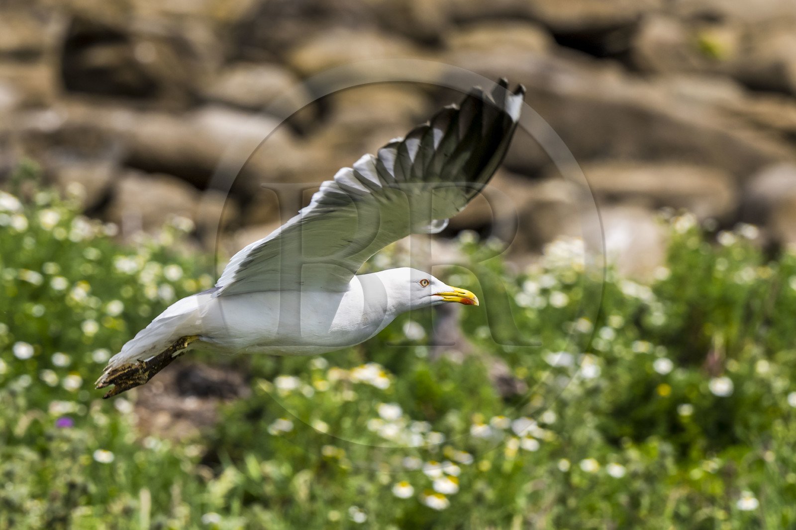 France, Finistère (29), Pays des Abers, Ile Vierge dans l'archipel de Lilia, goéland