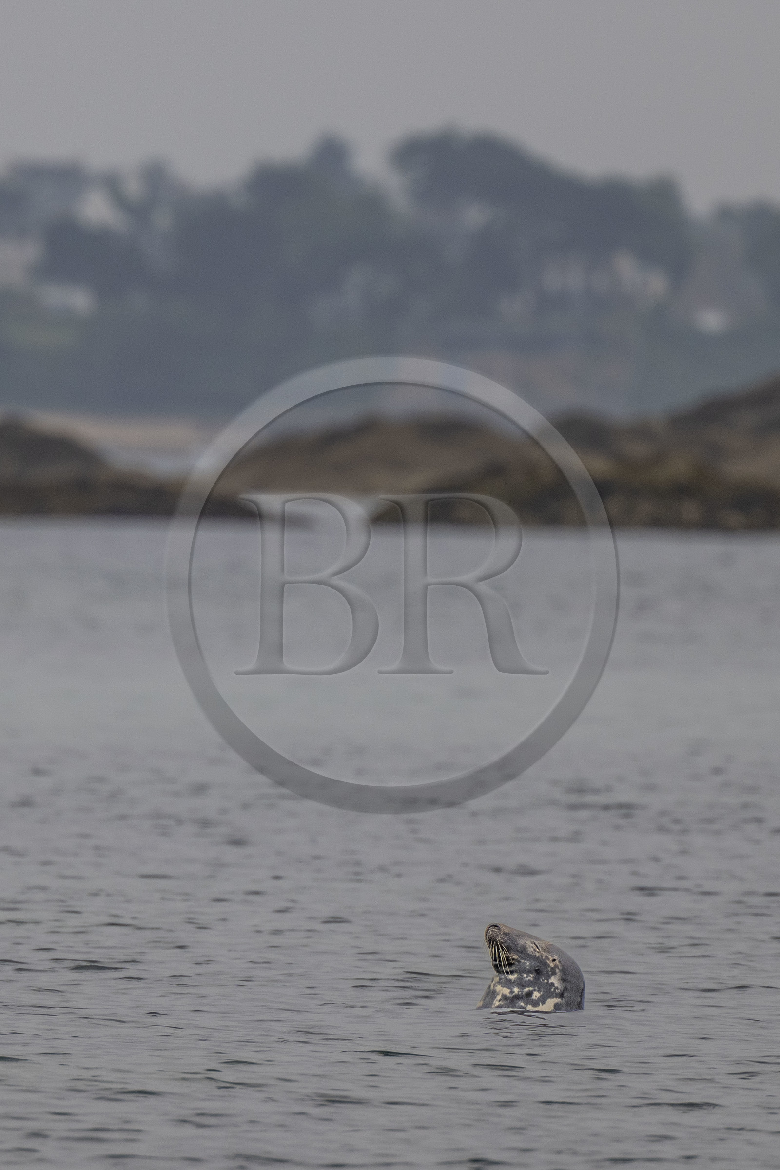 France, Finistère (29), Carantec, Réserve ornithologique des îlots de la Baie de Morlaix, phoque veau-marin, ou phoque commun (Phoca vitulina) sur l'Ile Verte