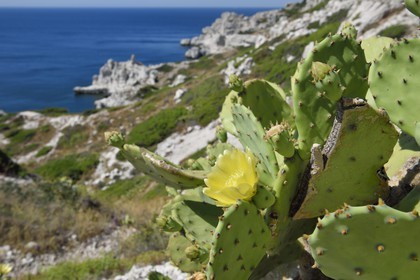 France, Bouches-du-Rhône (13), Marseille, Parc National des Calanques, Archipel des Iles du Frioul, Ile de Pomègues, fleur de figuier de Barbarie (Opuntia ficus-indica)