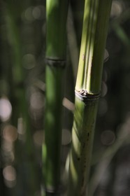 France, Var (83), Le Rayol-Canadel-sur-Mer, Domaine du Rayol, Jardin des Méditerranées, propriété du Conservatoire du Littoral, mention obligatoire, troncs de bambous