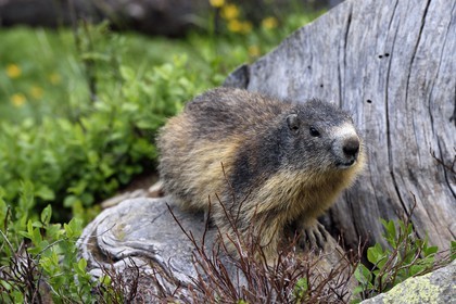 France, Alpes-Maritimes (06), parc national du Mercantour, vallée de la Valmasque, marmotte (Marmota)