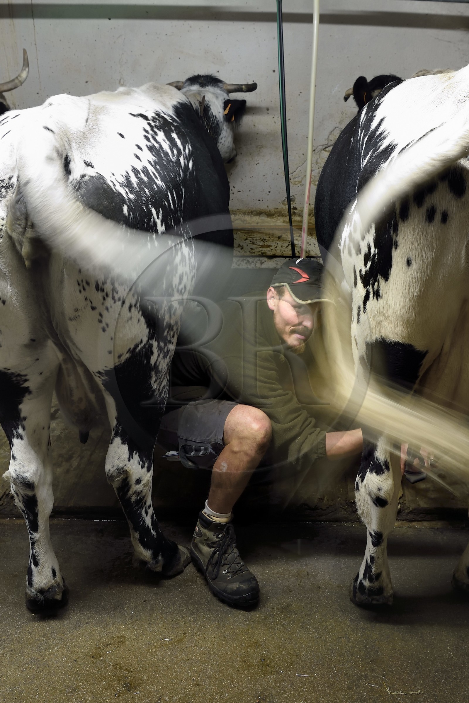 France, Haut-Rhin (68), Kruth, ferme auberge marcaire du Schafert, Florian Sifferlen faisant la traite des vaches vosgiennes