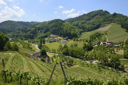 Germany, Baden-Wurttemberg, Durbach vineyard