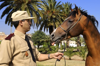 Maroc, région de Meknès-Tafilalet, haras royal de Meknès, pur sang arabe Jumbo Vargas