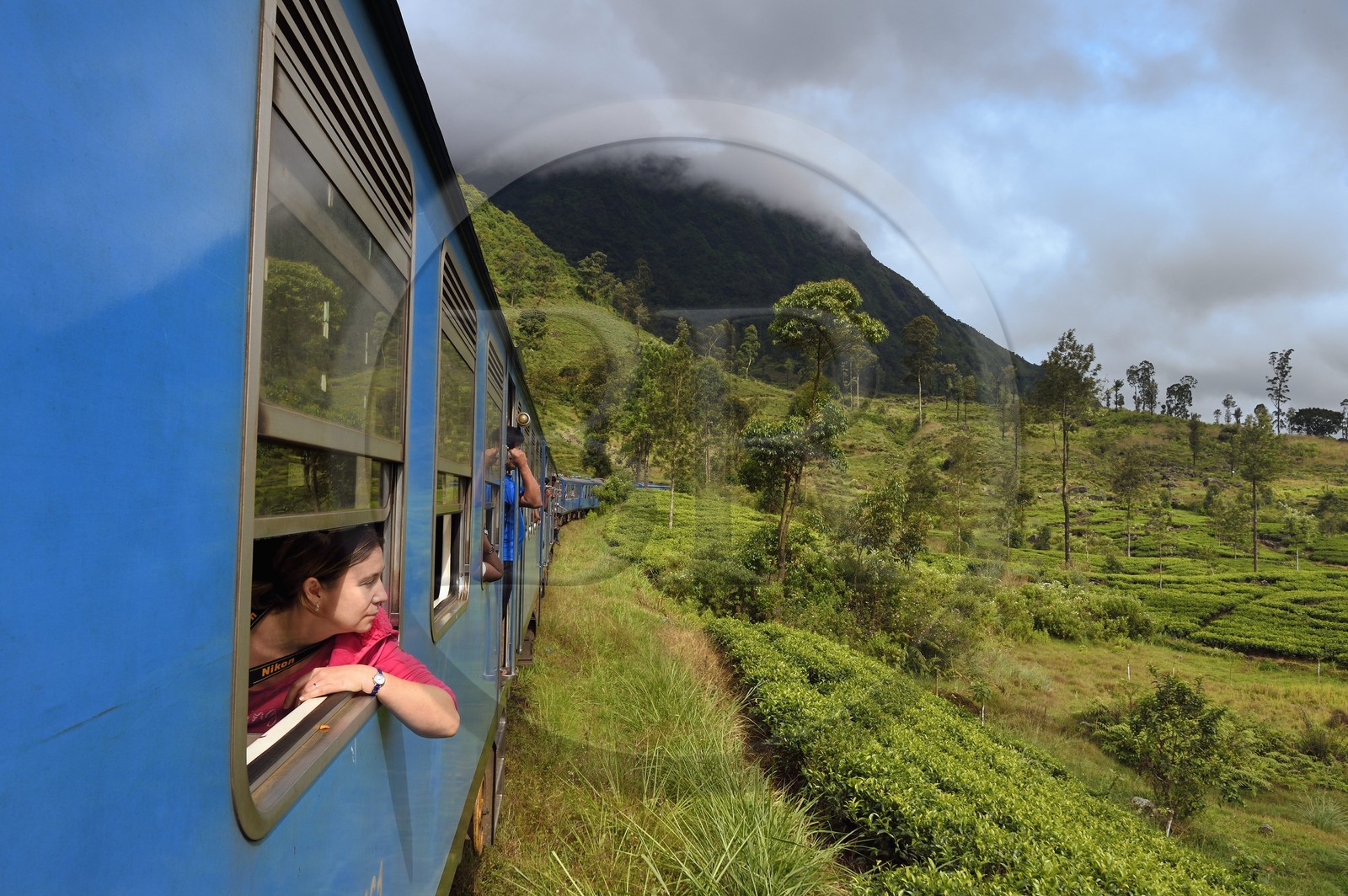 Sri Lanka, Province du Centre, trajet en train dans la région montagneuse de la culture du thé entre Hatton et Ella, plantations de thé dans la région de Watagoda