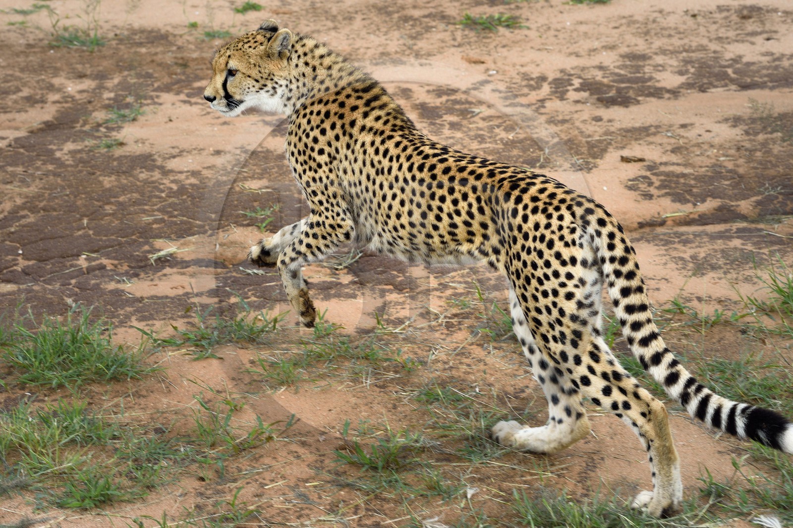 Namibie, Otjiwarongo, Cheetah Conservation Fund, centre de recherche et d'éducation, guépard (Acinonyx jubatus) entrainé à courir pour rester en forme et sain