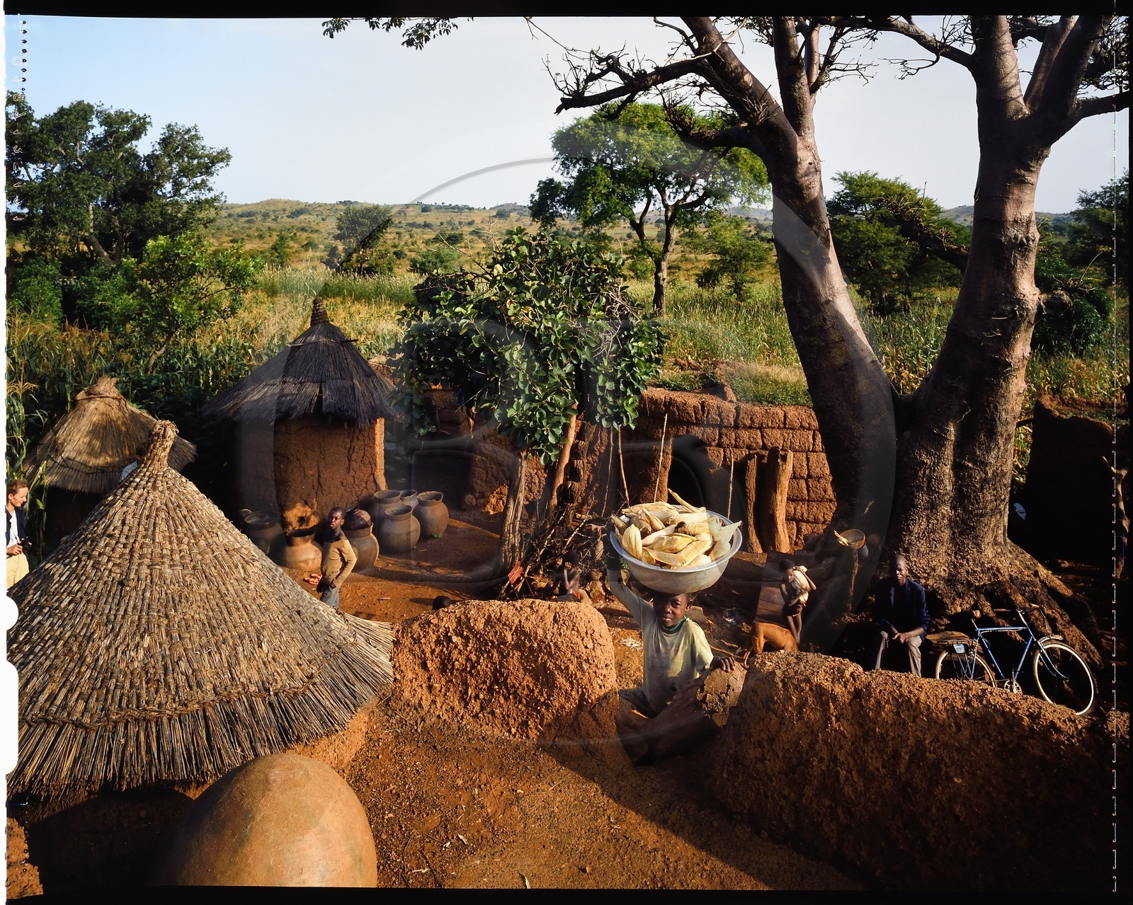 Burkina Faso, province de Poni, pays des Lobi, Loropéni, cour de ferme, cultures de maïs et de sorgo en arrière plan