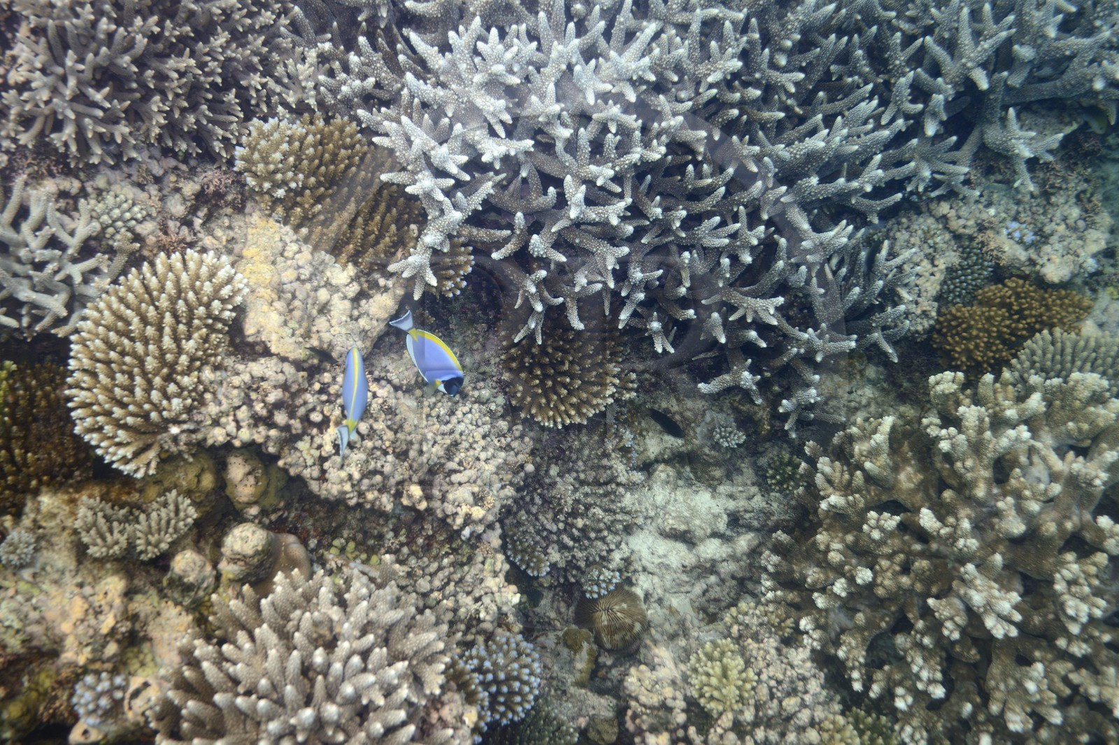France, Ile de Mayotte, Grande-Terre, récif de corail dans la lagune face à la pointe Saziley  sur la cote Est