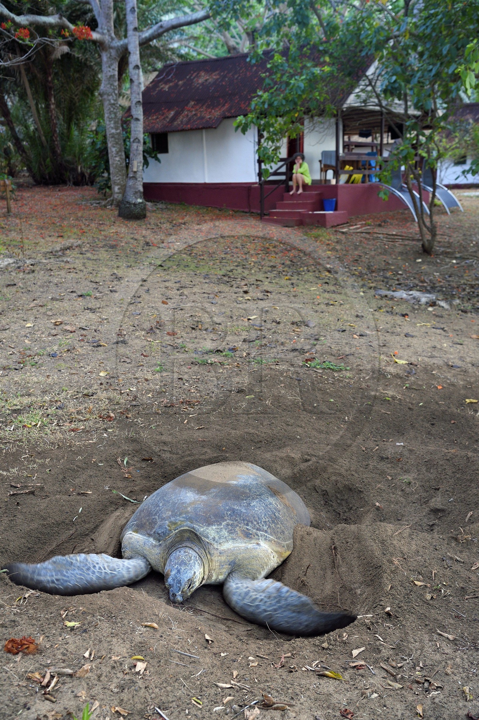 France, Ile de Mayotte, Grande-Terre, Kani-Keli, plage de N’Gouja, le Jardin Maoré, tortue (de mer) verte (Chelonia mydas) recouvrant de sable ses oeufs après la ponte