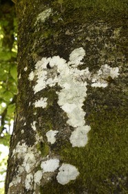 France, Finistère (29), parc naturel régional d'Armorique, Monts d'Arrée, Brennilis, le Korrigan est une créature légendaire de Bretagne comparable au lutin, il peut se cacher dans les trons d'arbres