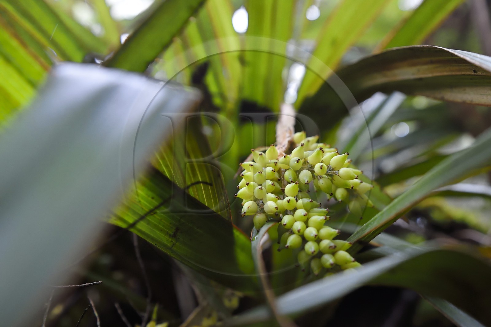 France, Reunion island (French overseas department), Le Tampon, Forest of Our Lady of Peace along the Riviere des Remparts on the slopes of the Piton de la Fournaise volcano