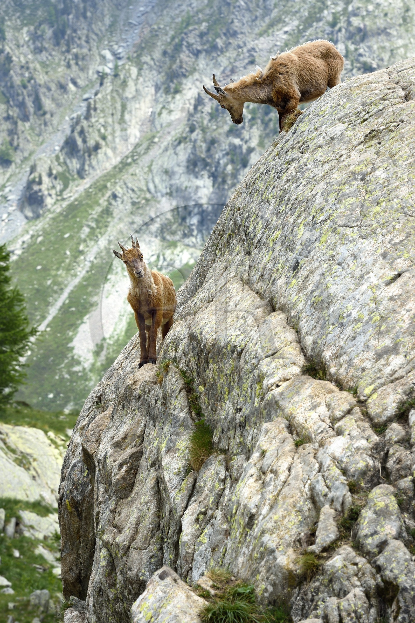 France, Alpes-Maritimes (06), parc national du Mercantour, vallée de la Valmasque, étagne, bouquetin (Capra ibex) femelle des Alpes
