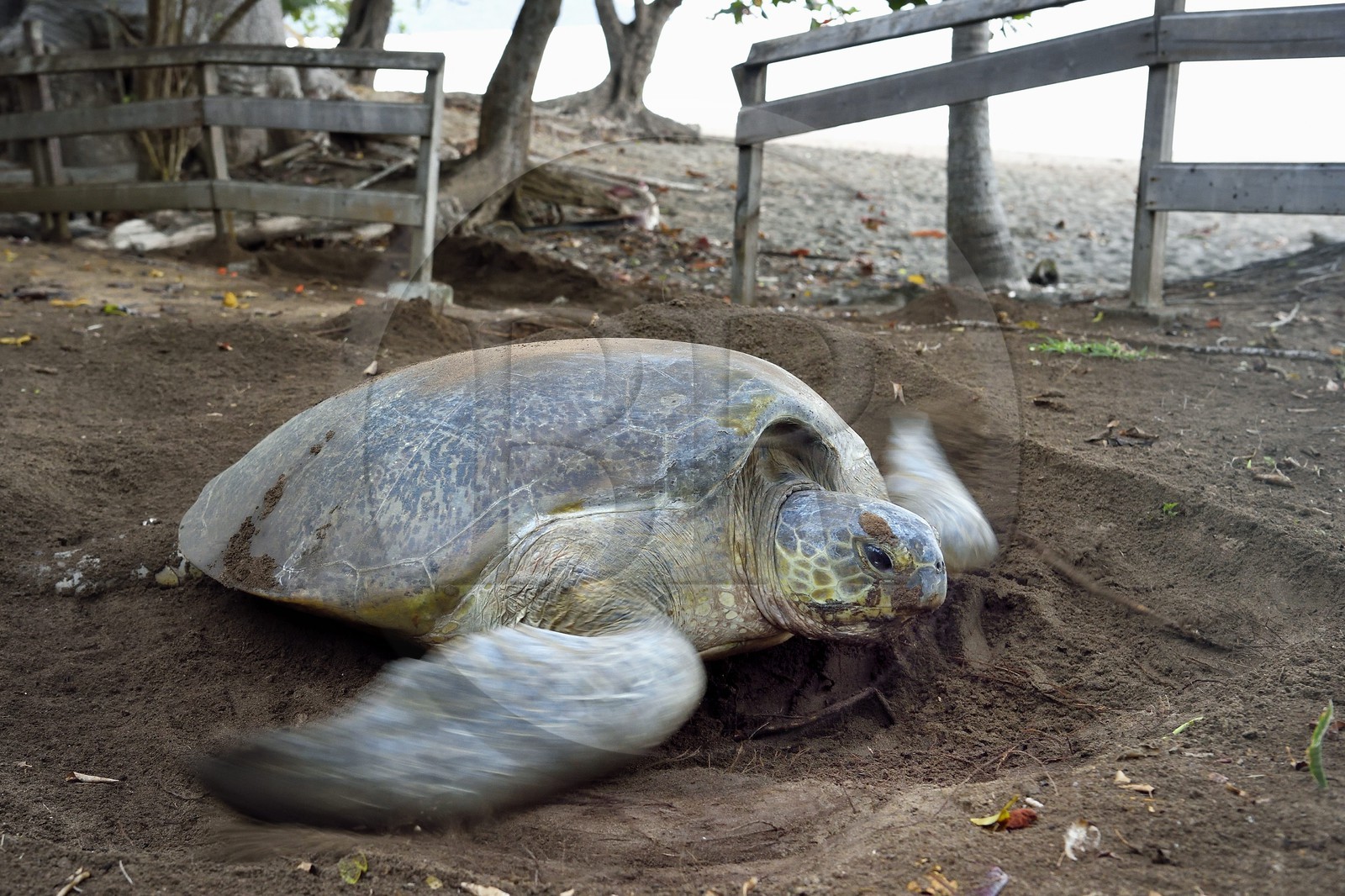 France, Ile de Mayotte, Grande-Terre, Kani-Keli, plage de N’Gouja, le Jardin Maoré, tortue (de mer) verte (Chelonia mydas) recouvrant de sable ses oeufs après la ponte