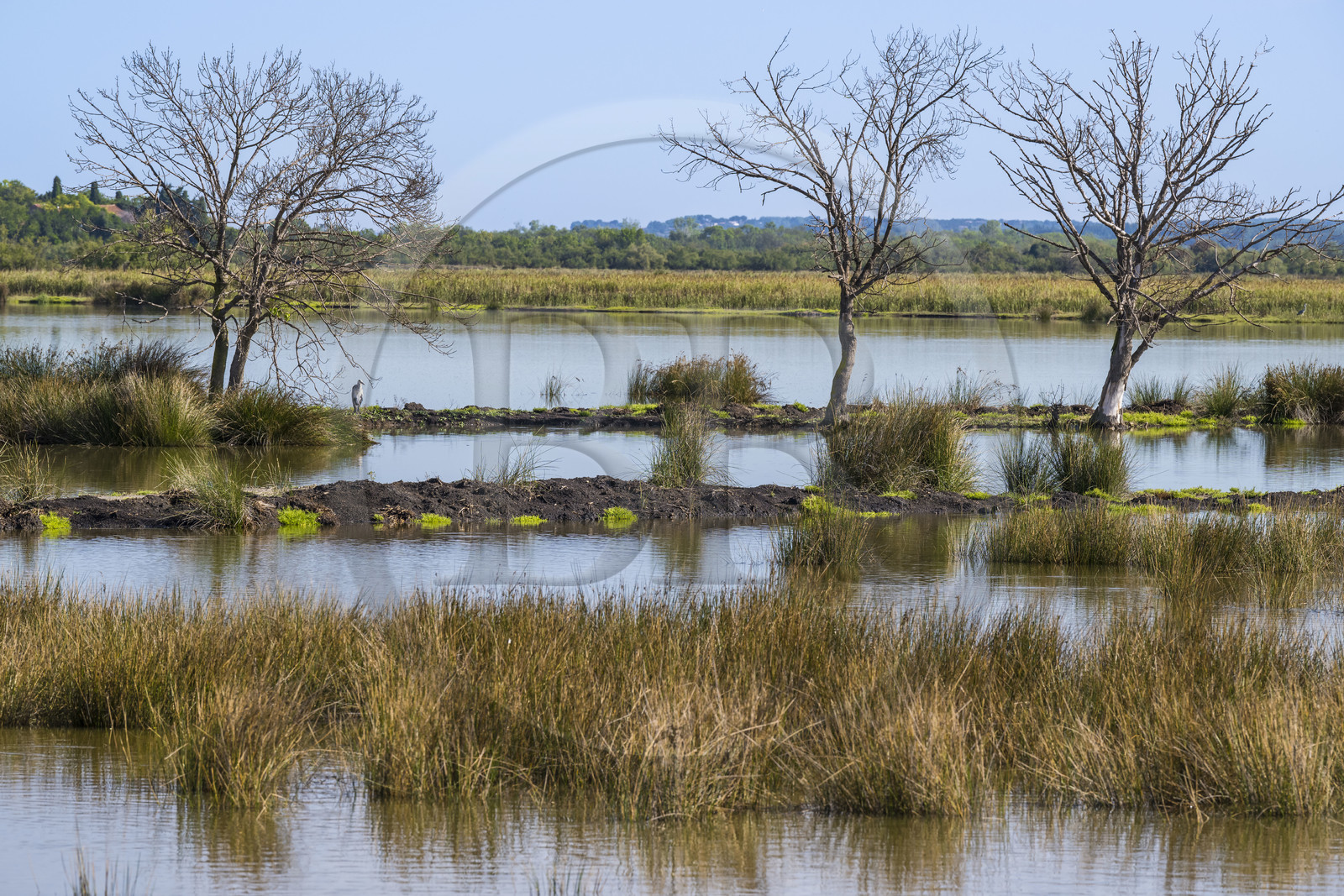 France, Gard, Aigues-Mortes, Saint-Laurent-d'Aigouze, the Petite Camargue
