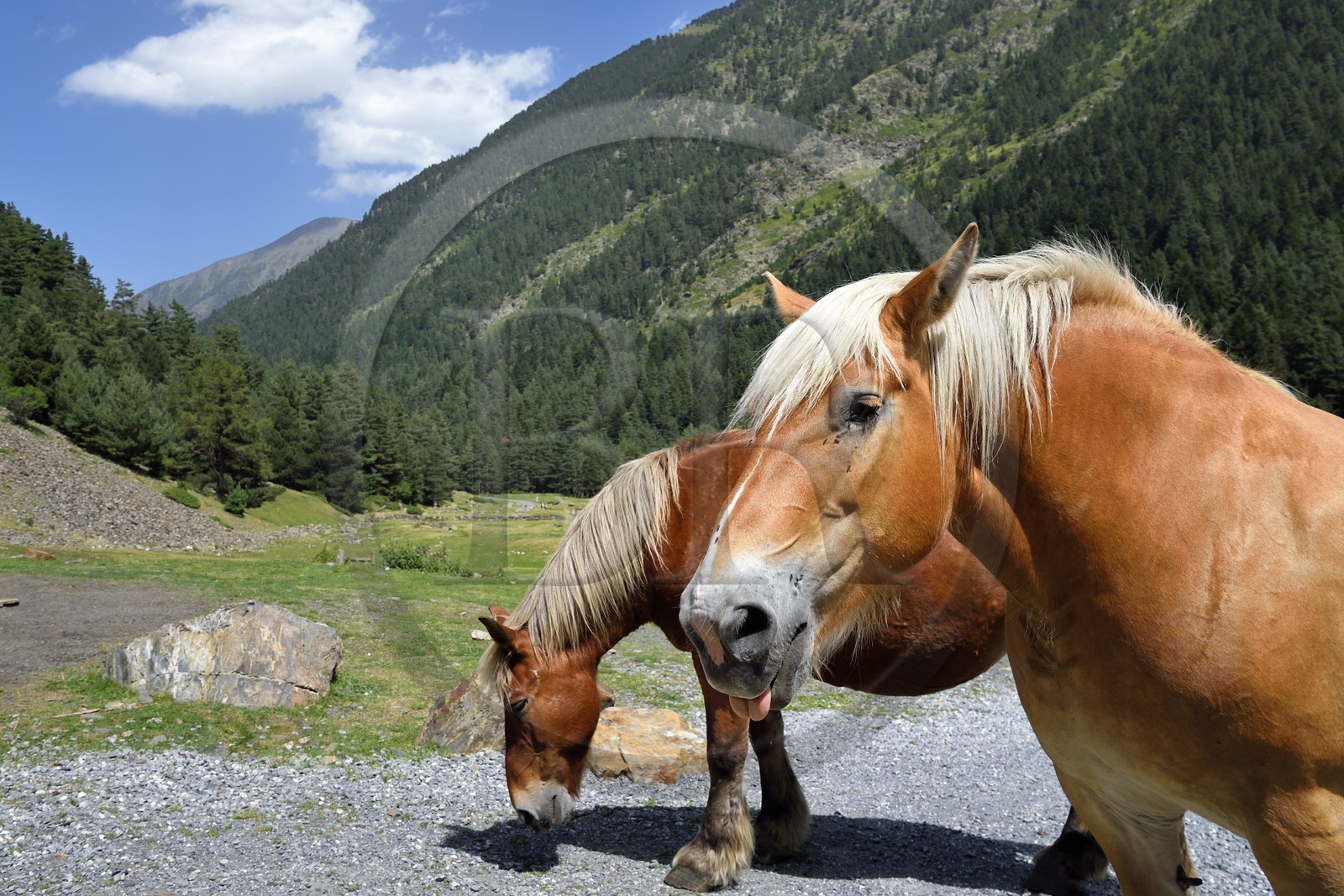 France, Hautes-Pyrénées (65), Saint-Lary-Soulan, vallée du Rioumajou, chevaux à l'hospice du Rioumajou