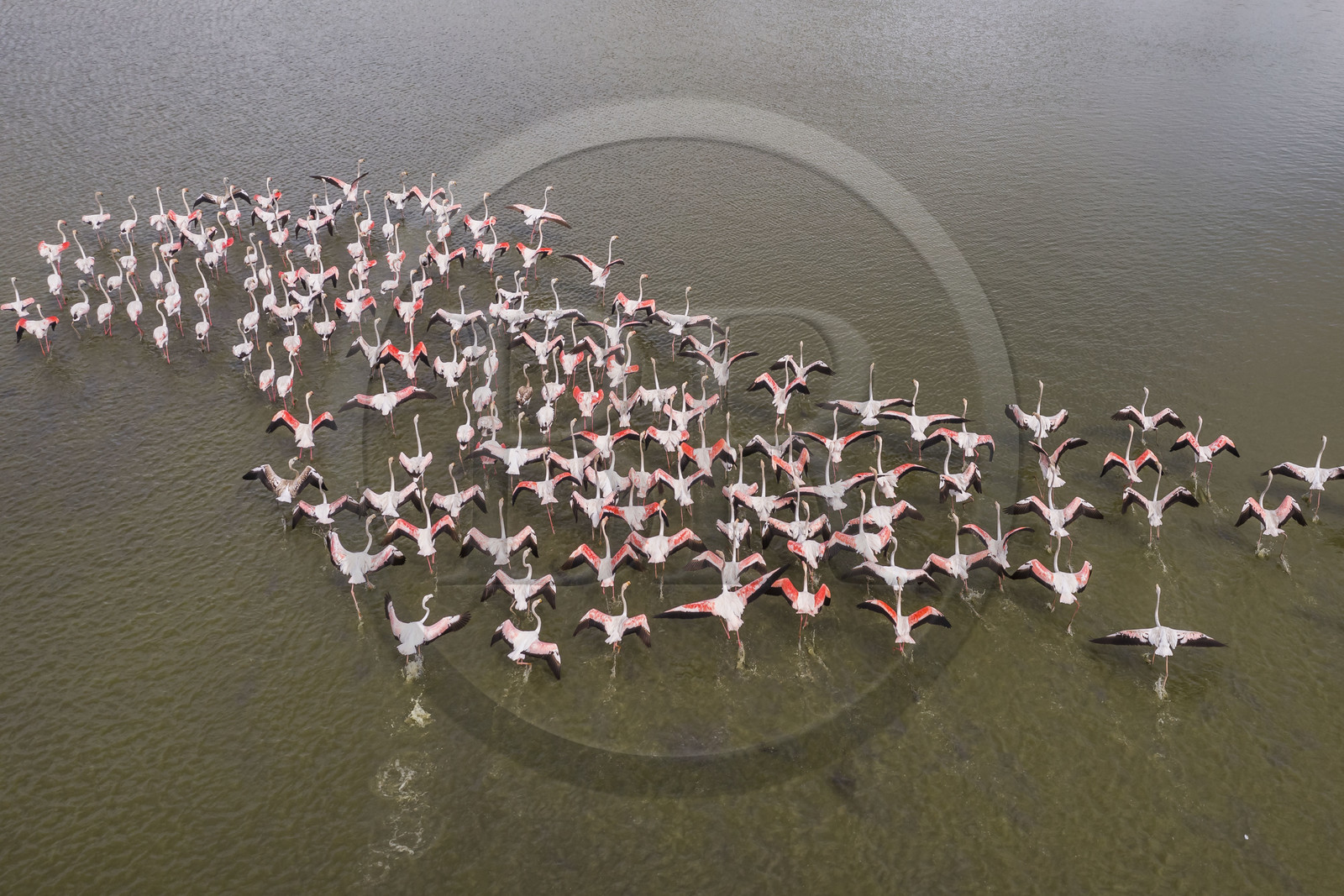 France, Gard (30), Vauvert, la Petite Camargue, réserve naturelle régionale du Scamandre, envol de flamants roses (Phoenicopterus roseus)(vue aérienne)