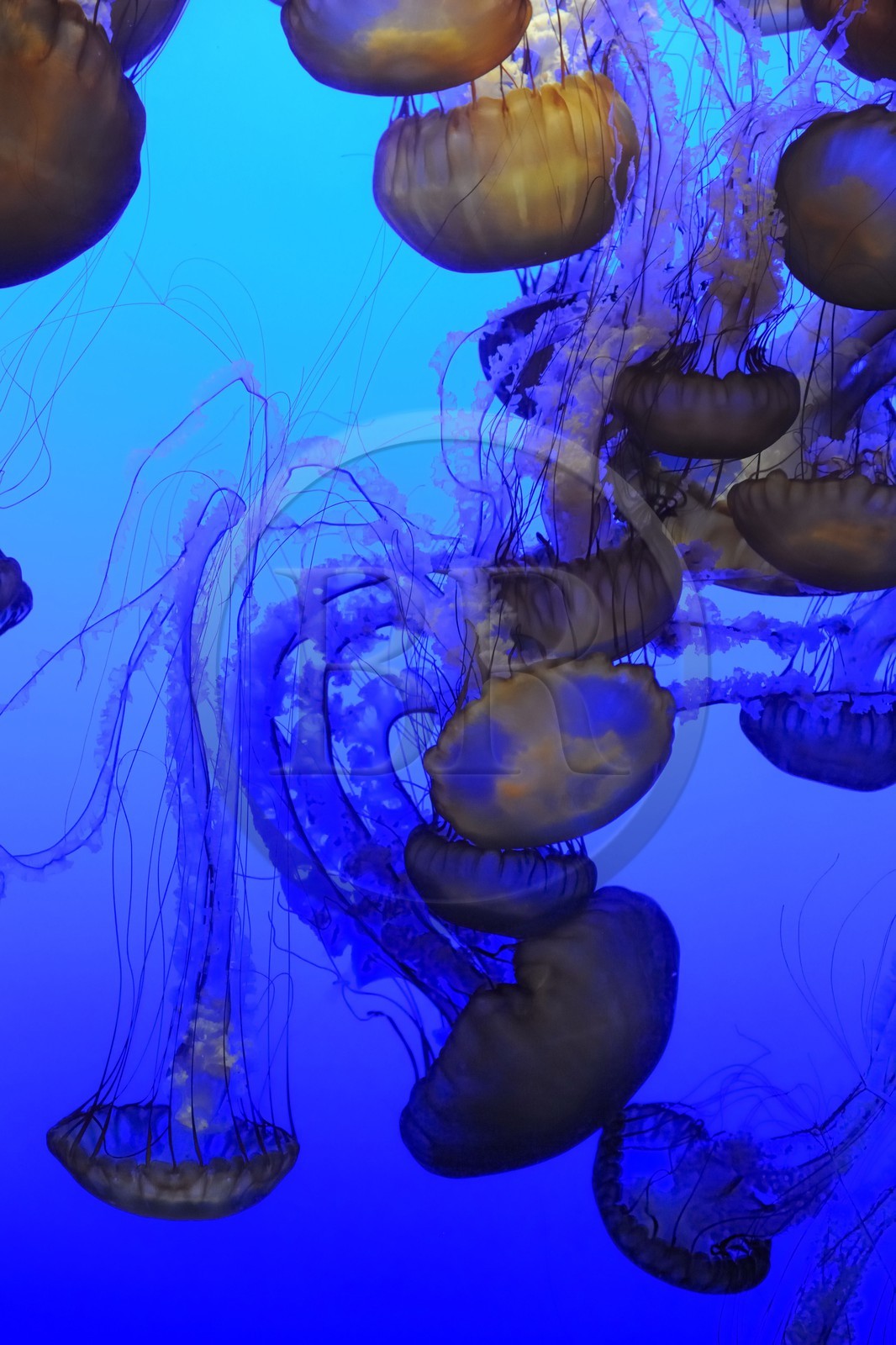 Etats-Unis, Californie, Monterey, le Monterey Bay Aquarium dans Cannery Row, méduses