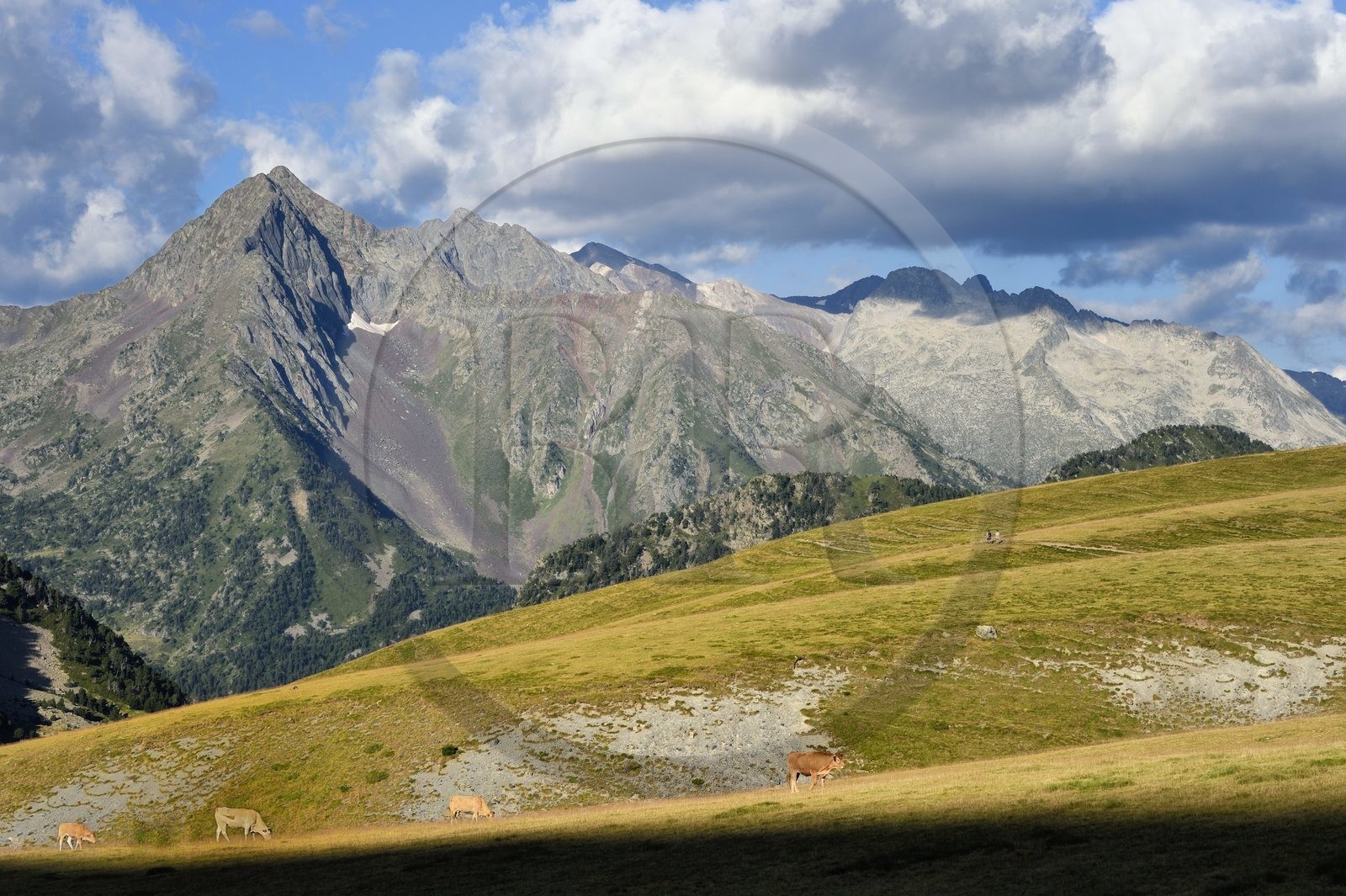 France, Hautes Pyrenees, Saint Lary Soulan and Vielle-Aure, hike on a variant of the GR10 between the Portet pass and the Bastan lakes on the edge of the Neouvielle nature reserve in the background, herd of cows in the summer pasture