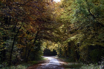 France, Meuse (55), Parc régional de Lorraine, la route D332 qui longe la crête des Cotes de Meuse