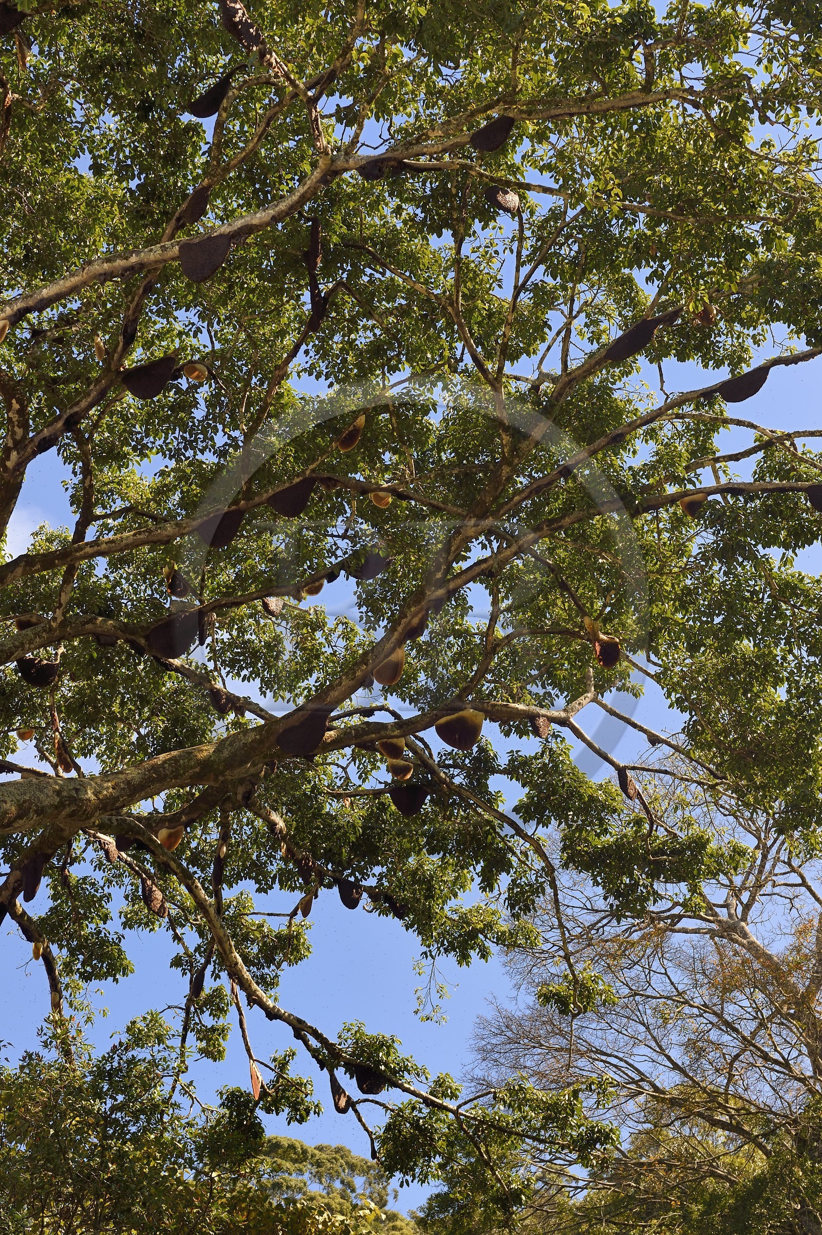 Sri Lanka, Province d'Uva, Haputale, nids suspendus d'abeilles géantes (Apis dorsata)