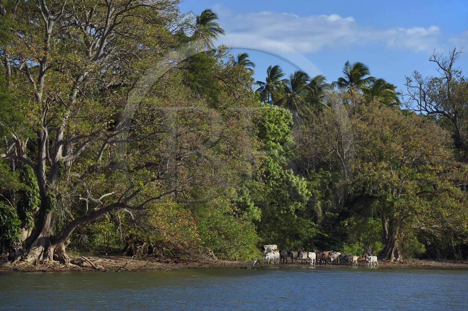Nicaragua, Ometepe Island in Lake Nicaragua, herd of cows on the beach led by a cowboy
