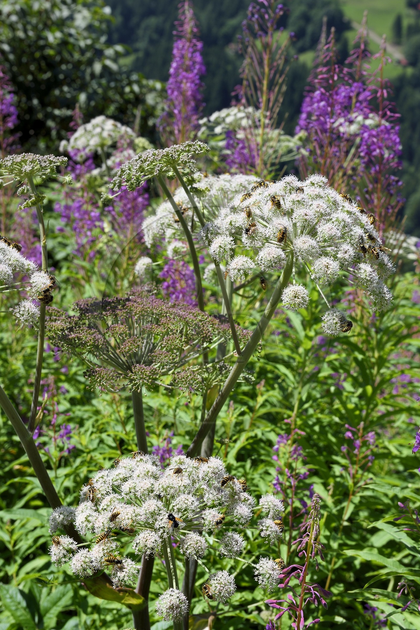 Suisse, canton de Vaud, Gryon, guêpes
