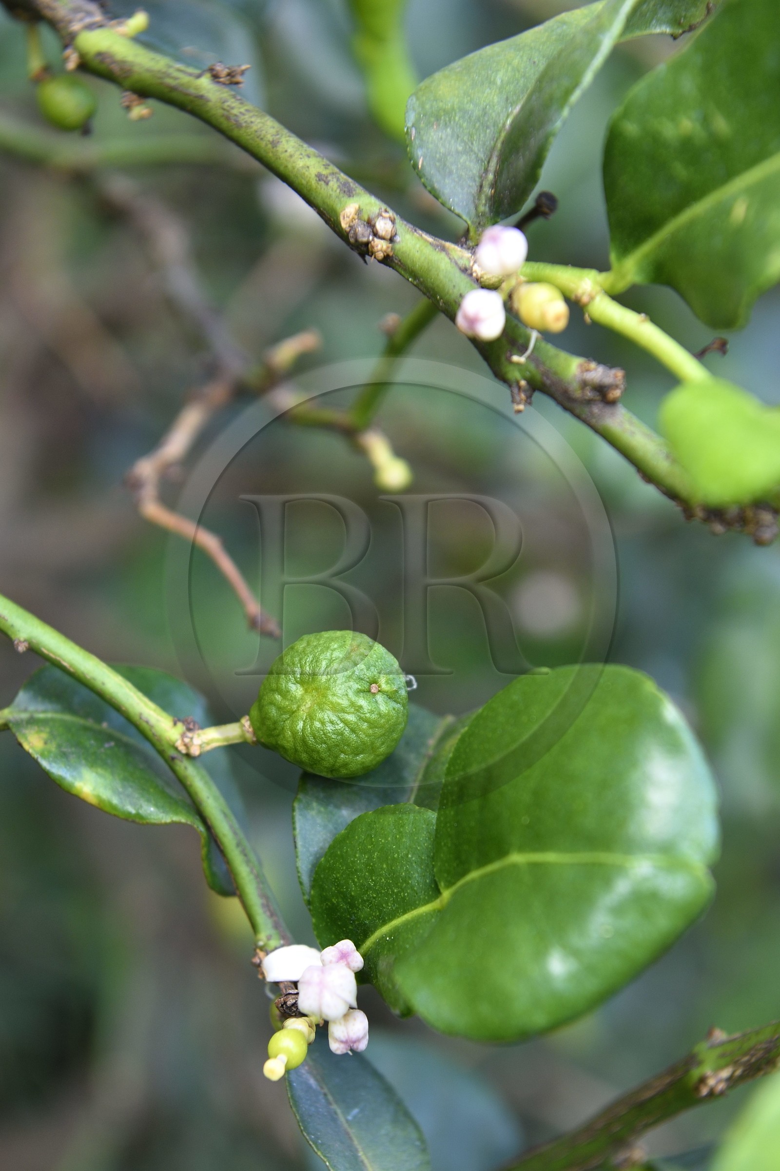 France, Reunion island (French overseas department), Petite-Ile, tropical garden, kaffir lime or Combava (Citrus hystrix) tree, the double leaf, the flower and the fruit