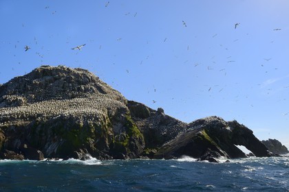 France, Cotes-d'Armor, Perros-Guirec, Sept-Iles Archipelago and bird sanctuary, Rouzic island, northern gannets colony (Morus bassanus), single point of nesting in France for more than 20,000 couples