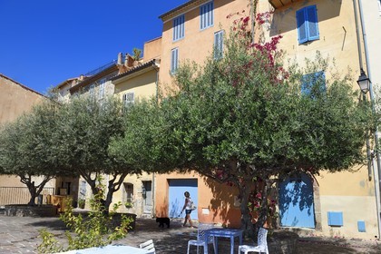 France, Var, Hyeres, place Rabaton with beautiful old olive trees and bougainvilleas climbing on the walls