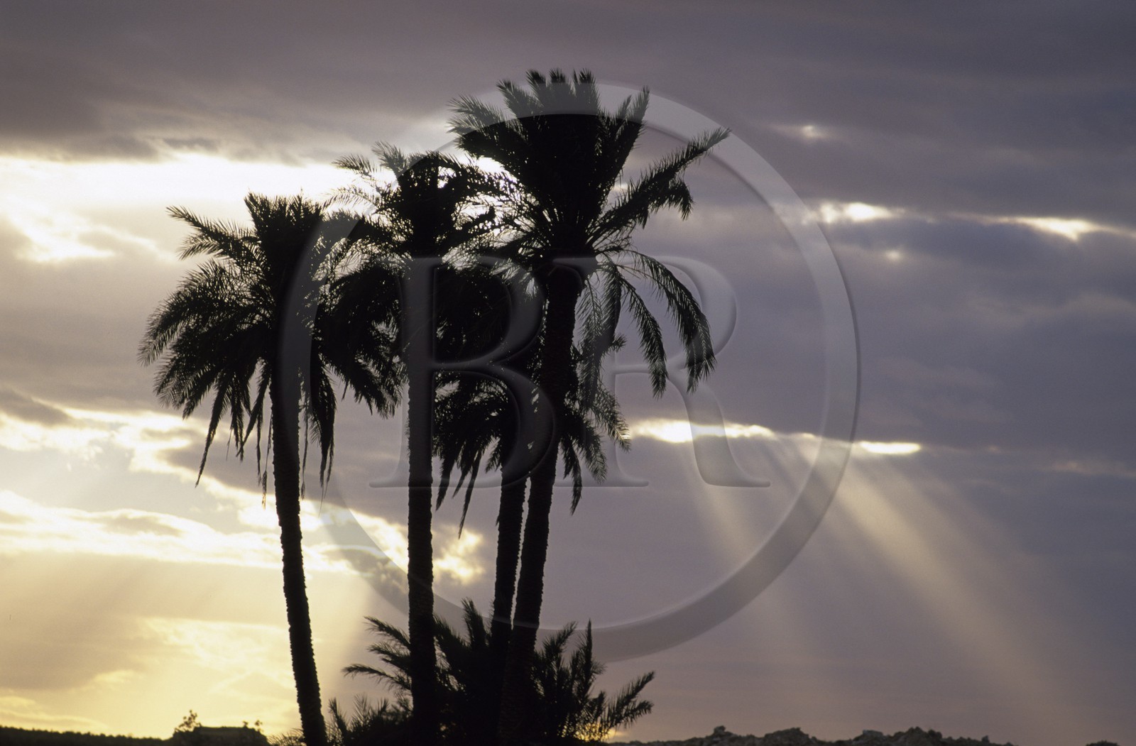 Tunisia, Southern Tunisia, palm trees during sunset