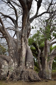 France, Ile de Mayotte, Grande-Terre, Bandrélé, Musical plage, le plus gros baobab de l'ile