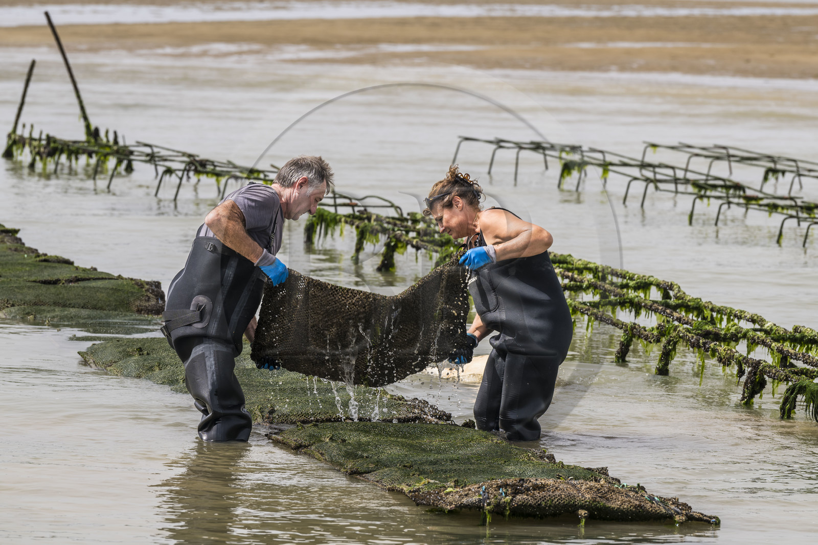France, Charente Maritime, Oleron island, Dolus d’Oléron, the parks of the Marennes-Oléron basin in the Pertuis d'Antioche, Nadia Quillet and her husband Eric turn over pockets of crassostrea gigas in their oyster beds as the tide goes out