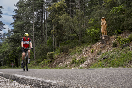 France, Vaucluse, Parc Naturel Regional du Mont Ventoux, Bedoin, bike ascent of Mont Ventoux by the D974 road on the southern slope, road through a thick oak forest