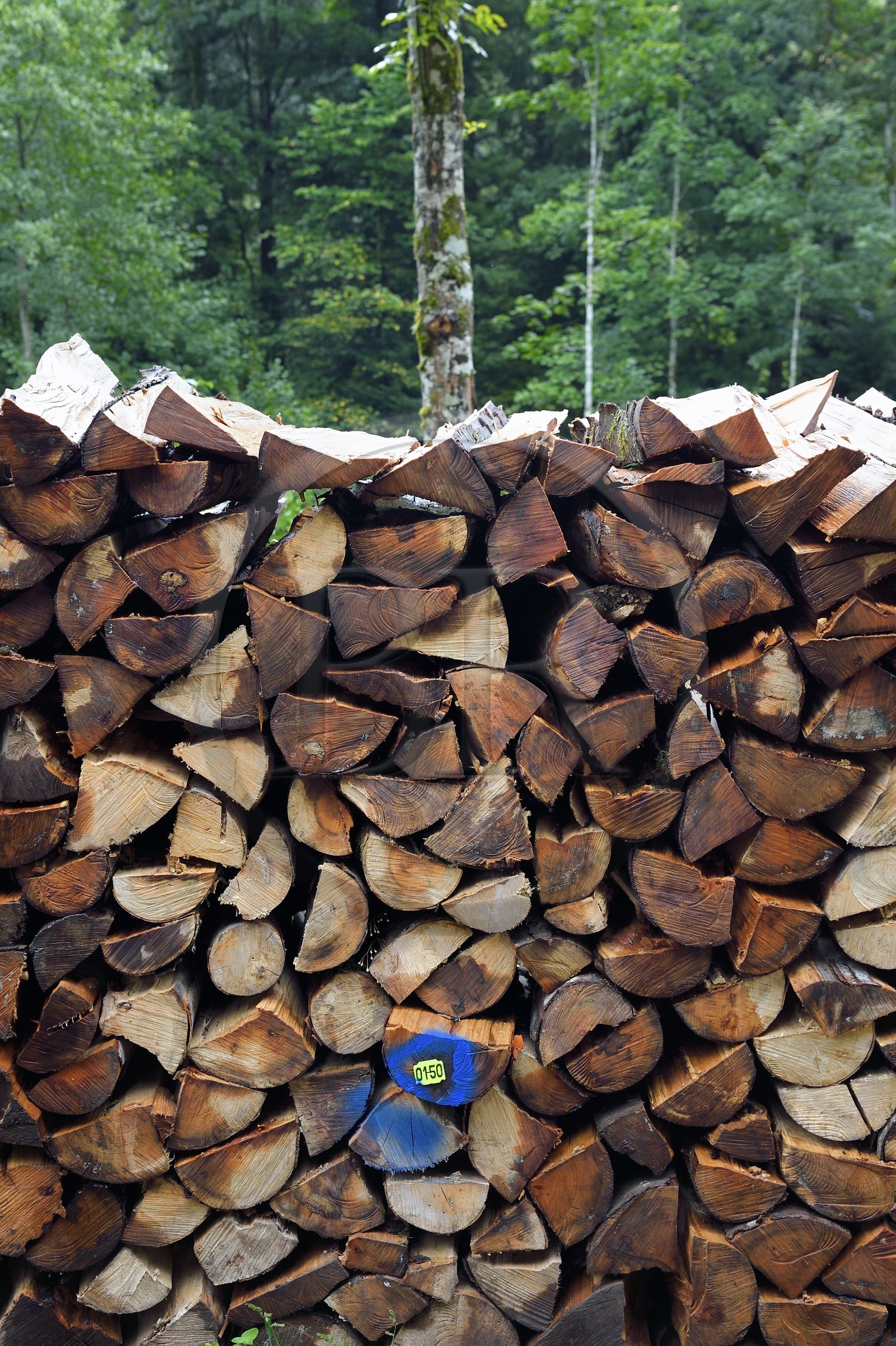 France, Haut Rhin, Ballons des Vosges Regional Natural Park, Storckensohn valley West of Fellering, steres of beech wood, sold to the inhabitants of the valleys for their heating