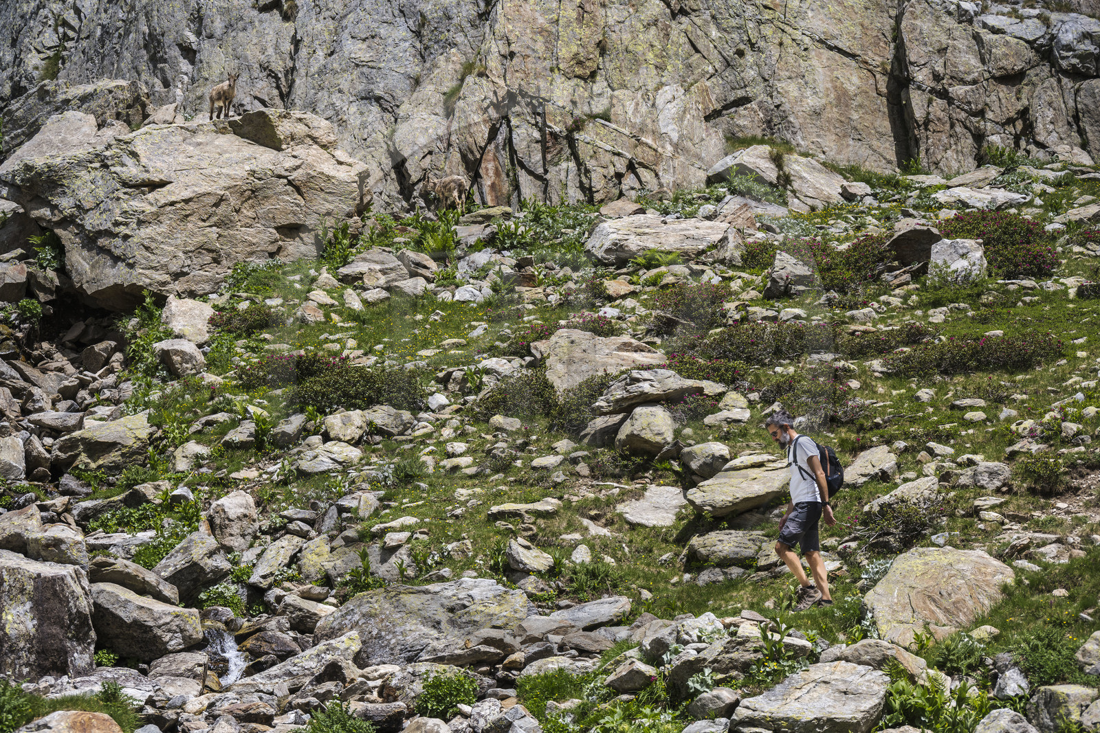 France, Alpes-Maritimes (06), parc national du Mercantour, Haute-Vésubie, Saint-Martin-Vésubie, Val du Haut Boréon, bouquetin des Alpes (Capra ibex) femelle appelée étagne vers le lac de Trécolpas