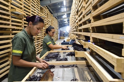 France, Reunion island (French overseas department), Saint Louis, Domaine de Bellevue, producer of organic vanilla, sizing vanilla pods