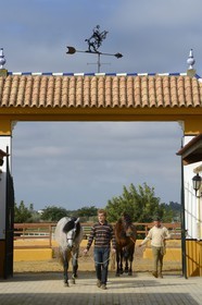 Espagne, Andalousie, province de Séville, Utrera, le haras Ayala (Yeguada Ayala), Pure race espagnole ou PRE (Pura Raza Espanola)