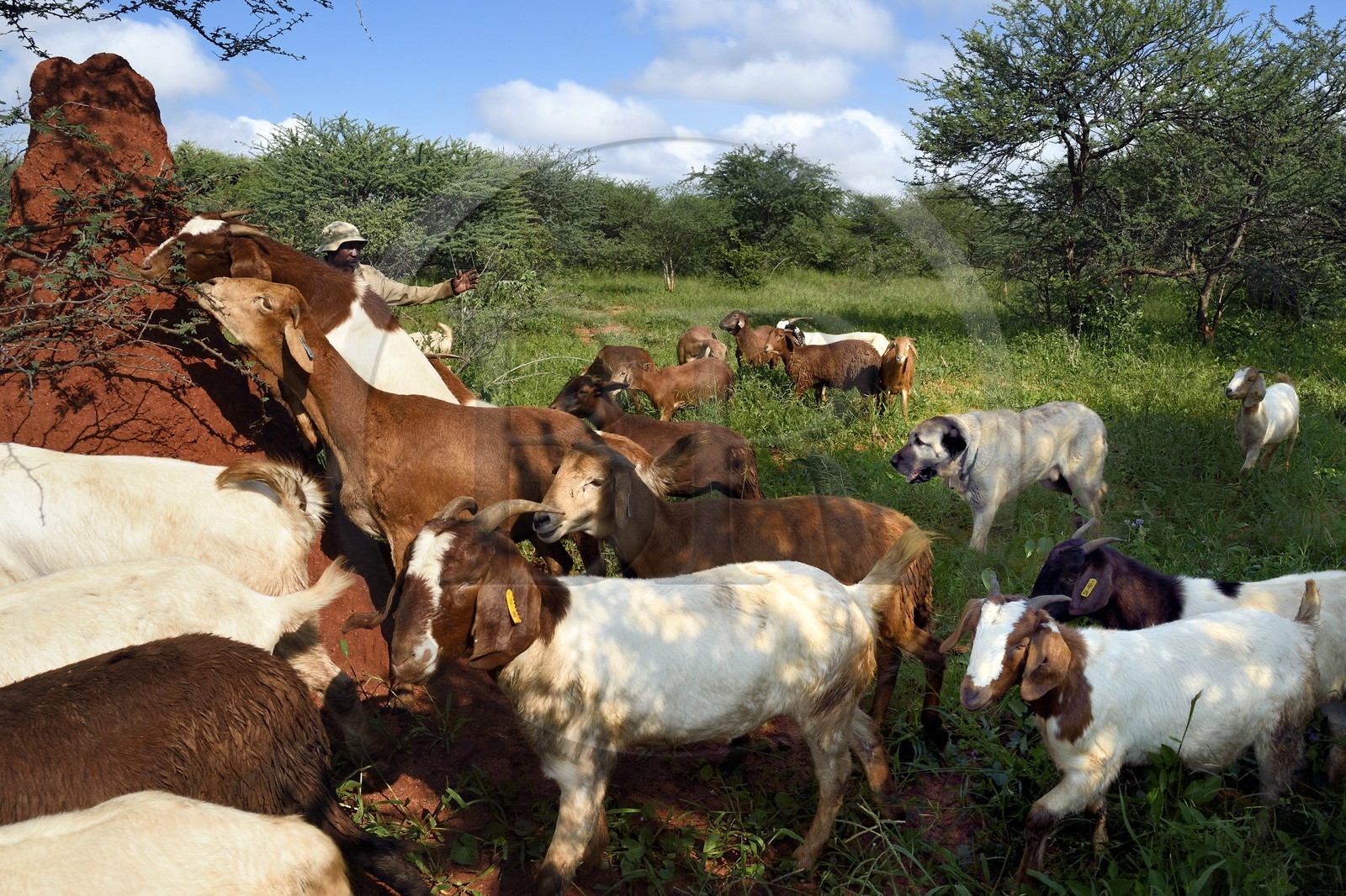 Namibie, Otjiwarongo, Cheetah Conservation Fund, centre de recherche et d'éducation, le Livestock Guarding Dog Program (programme chien de garde du bétail) du CCF a été très efficace pour réduire les taux de prédation et ainsi aussi l'inclinaison des agriculteurs à piéger ou tirer sur des guépards, chien Berger d'Anatolie aussi connu sous le nom de Kangal surveillant un troupeau de chèvres Boer et de moutons Damara